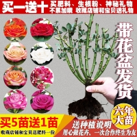 玫瑰花苗四季开大花绿植物盆栽室内外观花卉庭院阳台蔷薇月季牡丹